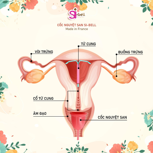 Xem hình mô phỏng cơ chế hoạt động cốc nguyệt san để đặt cốc đúng cách nhé các chị Hướng dẫn cách đặt cốc nguyệt san không bị lệch chi tiết